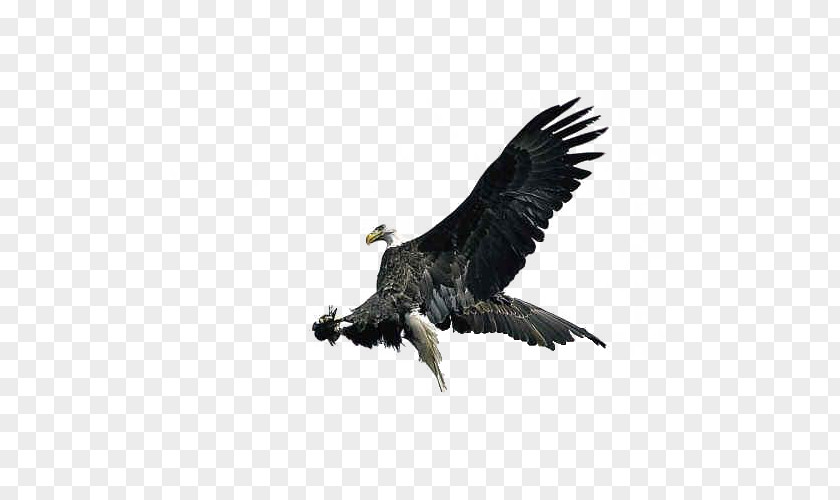 Hunt The Eagle Bald Bird Common Starling Claw PNG