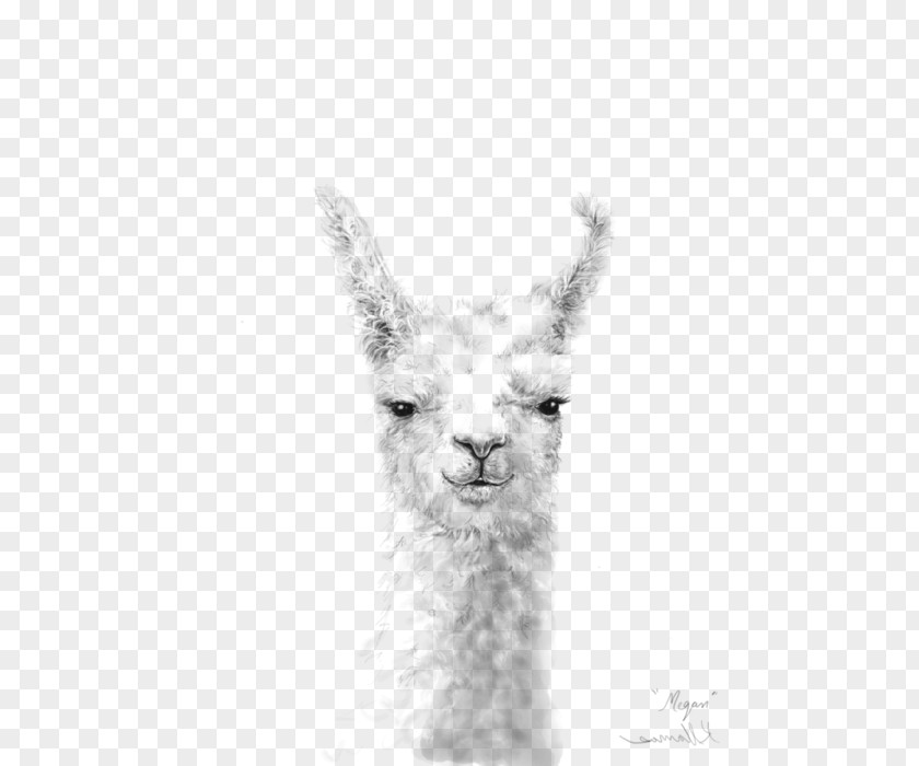 LLAMA Llama Alpaca Printing Canvas Print Drawing PNG