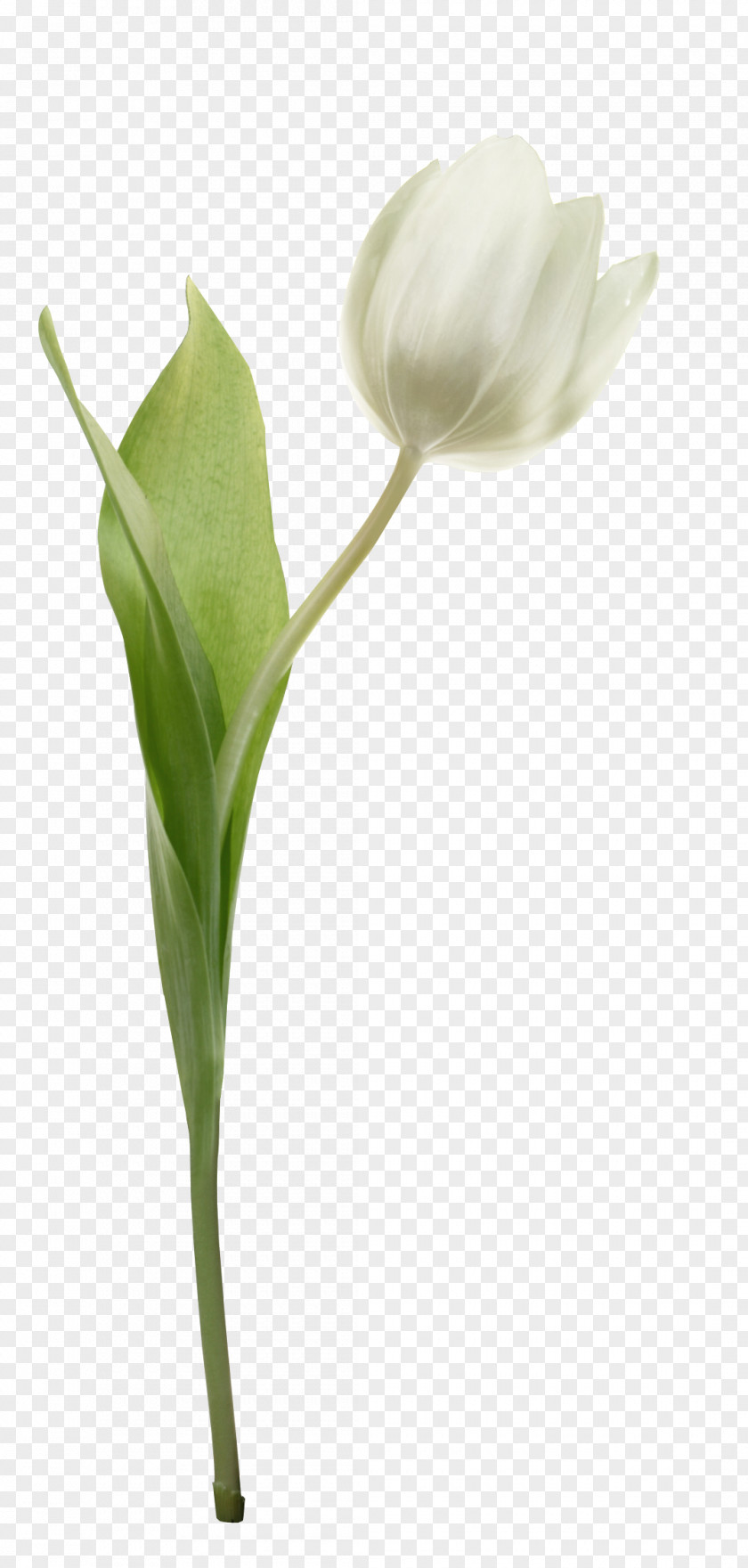 Tulip Cut Flowers Plant Bud PNG