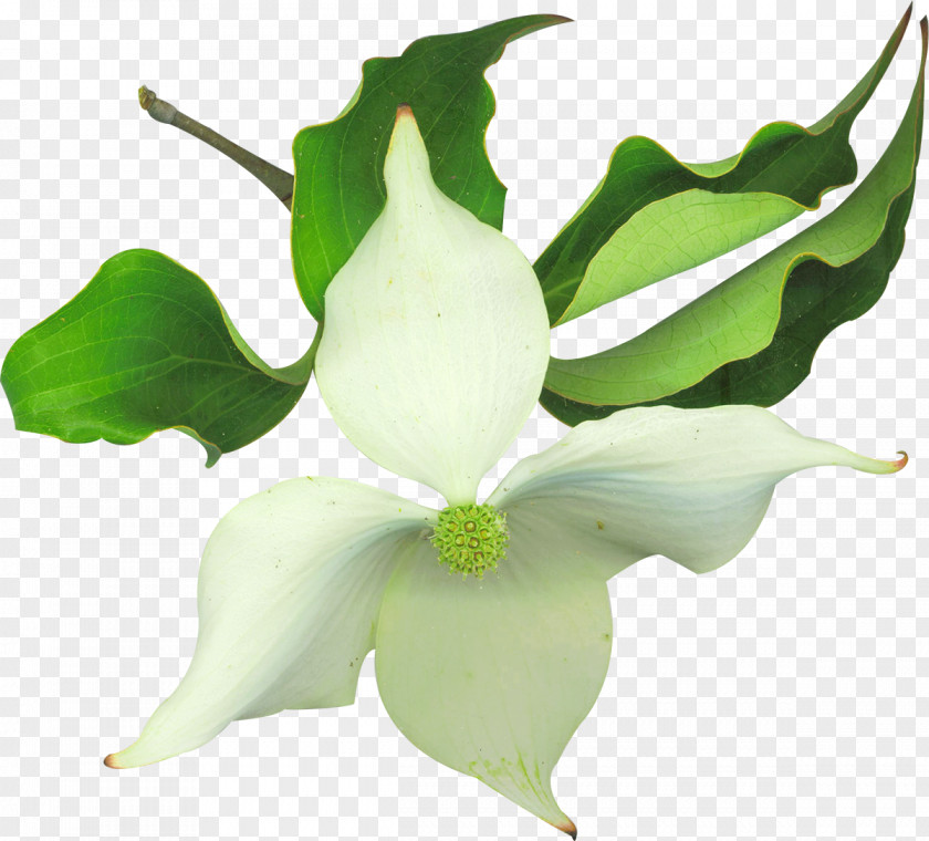 White Flowers Flower Clip Art PNG