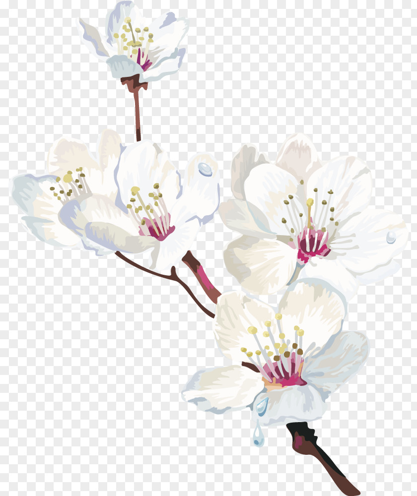 A Vector Peach Plum Cape Jasmine White Flower Clip Art PNG