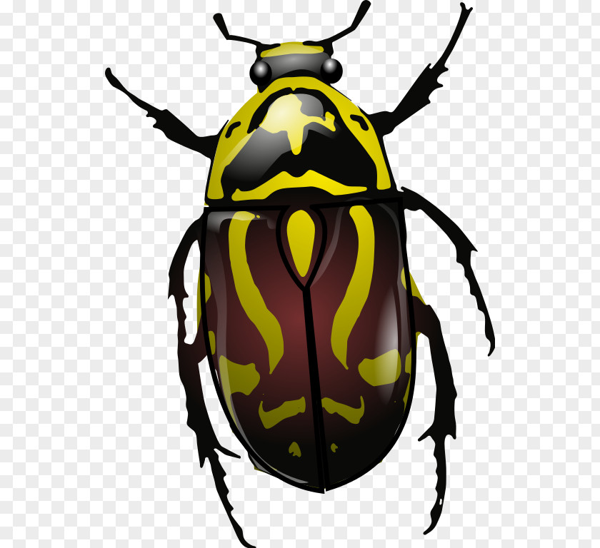 Beetle Stag Anatomy Clip Art PNG