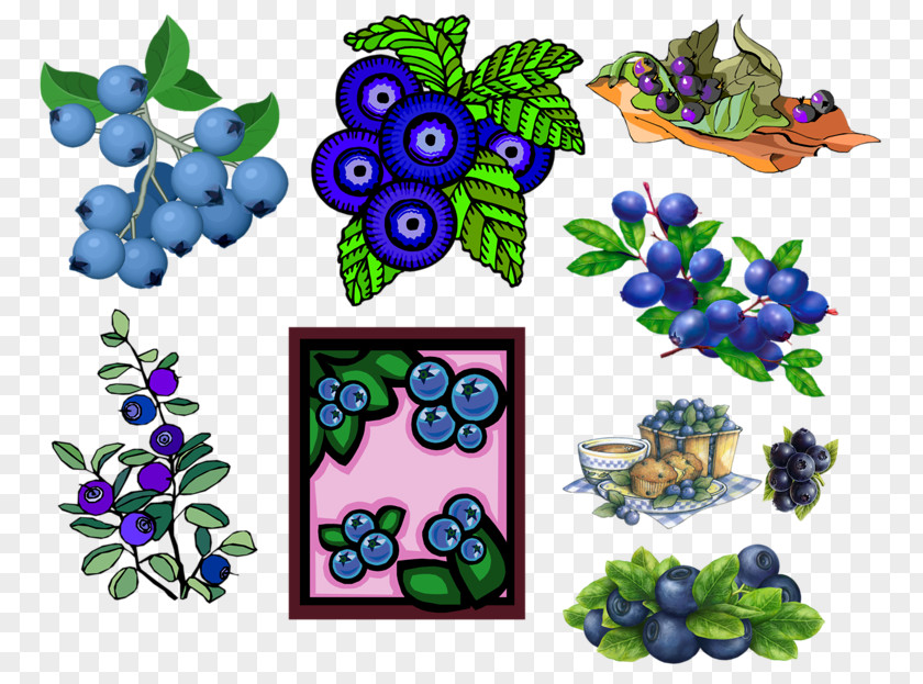 Hand-painted Blueberry Bilberry Clip Art PNG