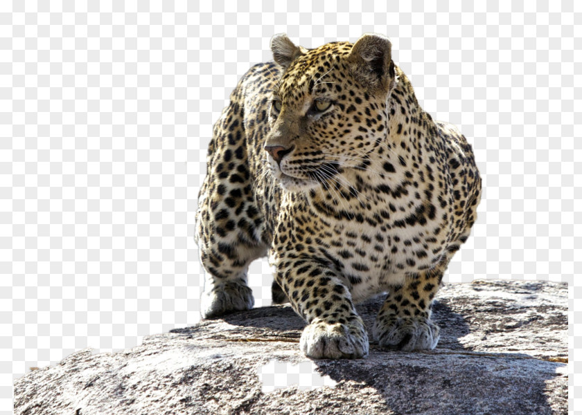 Leopard Kruger National Park Mala Game Reserve Felidae PNG