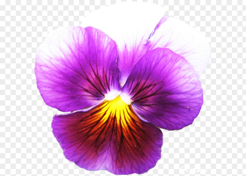 Pansies Pansy Bird's Foot Violet Plant Seed PNG