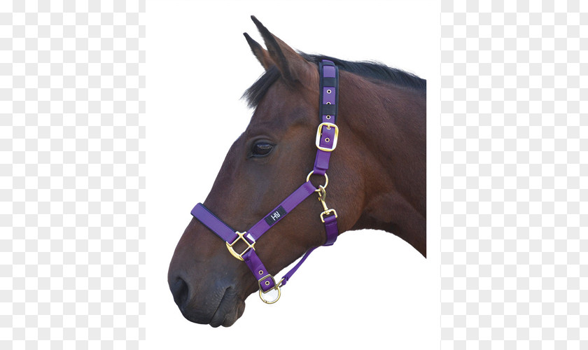 Rope Halter Welsh Pony And Cob Lead PNG