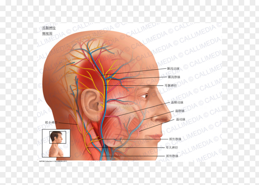 Auriculotemporal Nerve Superficial Temporal Artery Anatomy Middle Meningeal PNG