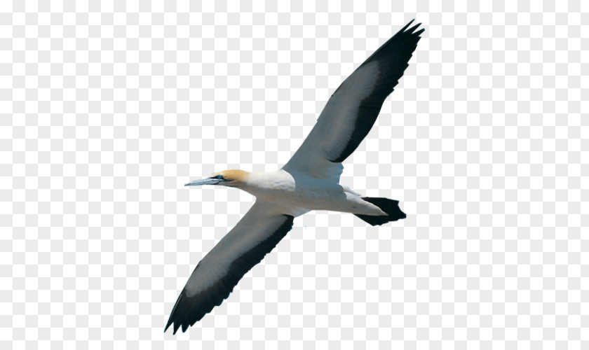Bird Gannet Migration Booby Beak PNG