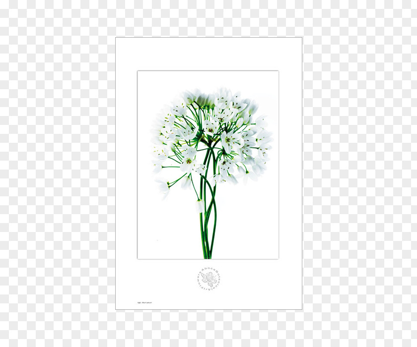Botanical Flowers Medicinal Plants Pianta Officinale Botany Garlic PNG