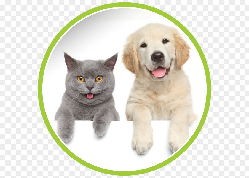 Dog Dog–cat Relationship Sphynx Cat Veterinarian Pet PNG