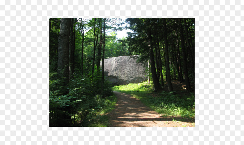 Forest Temperate Broadleaf And Mixed Madison Boulder Natural Area Woodland Vegetation PNG