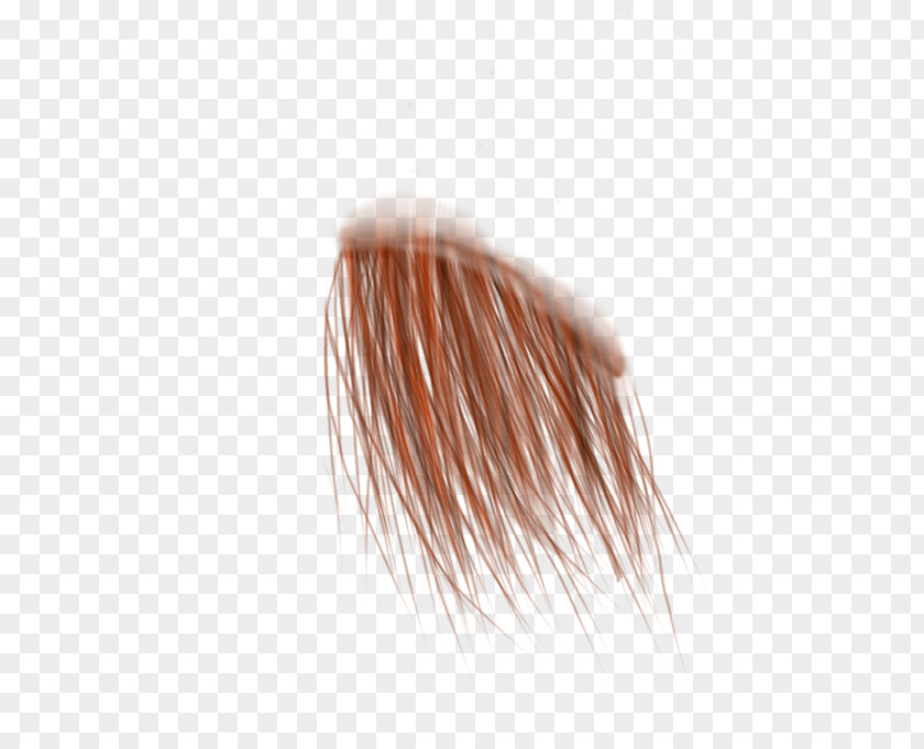 Hair Strand Brush Eyebrow Close-up PNG