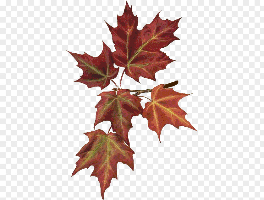 Hojas Maple Leaf Autumn Leaves Botany Botanical Illustration PNG
