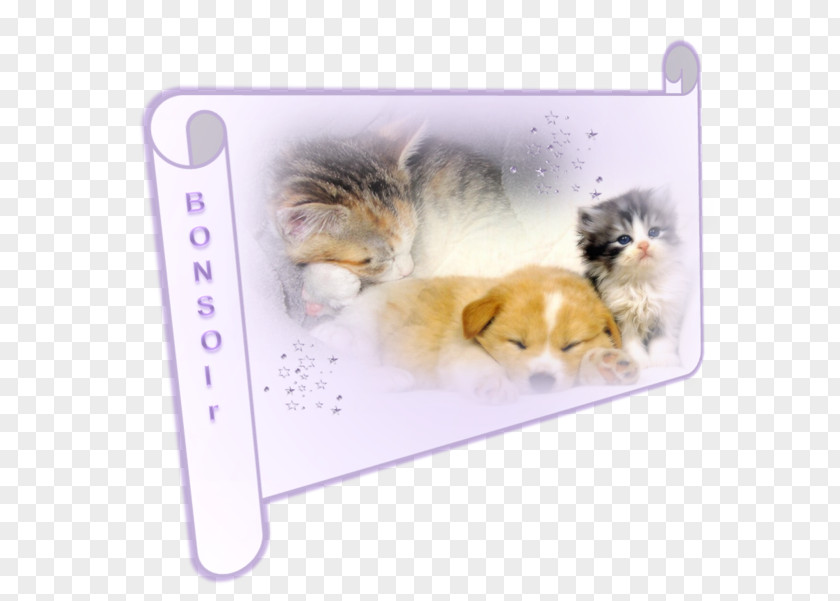 Kitten Puppy Dog Desktop Wallpaper Cat PNG