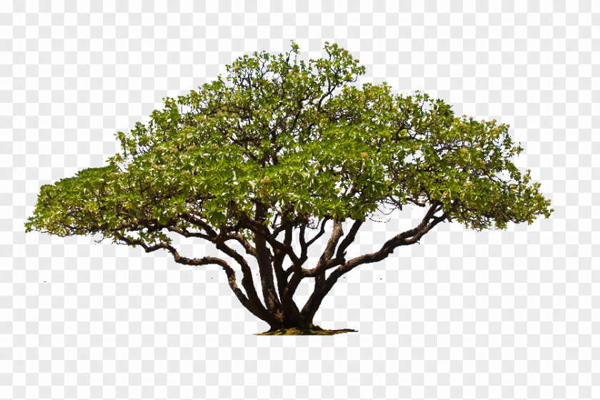 Live Oak Tree Image Plants PNG