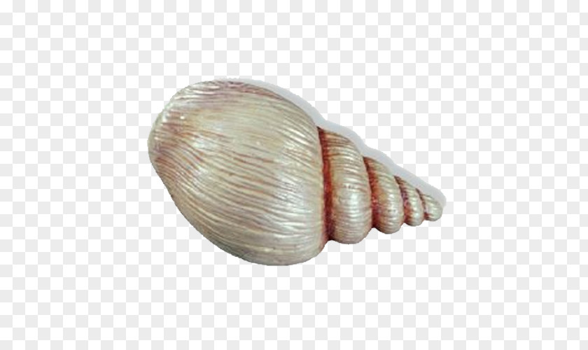 Shell Cockle Veneroida Seashell Door Handle Child PNG