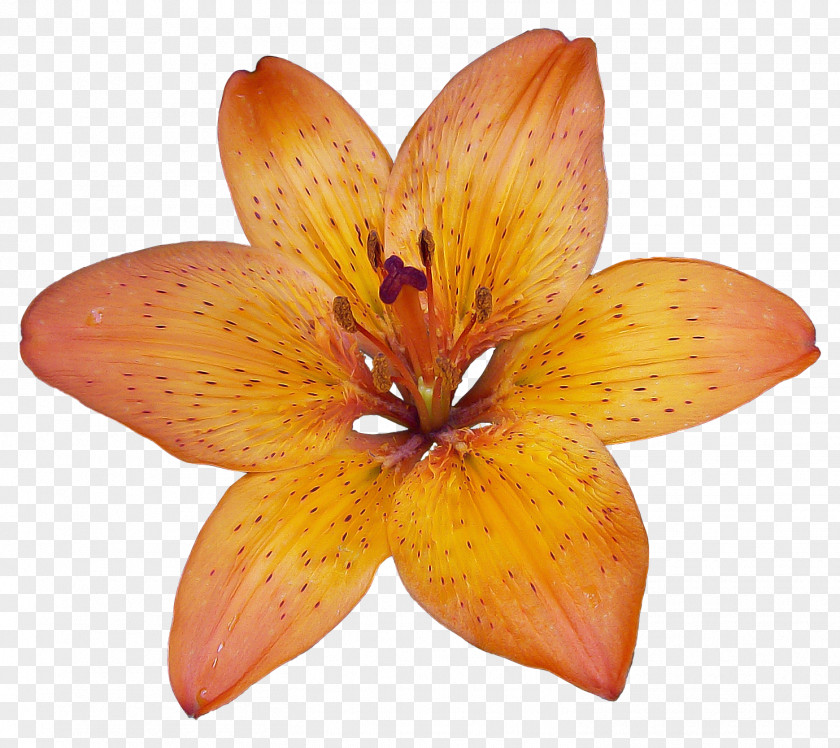 Tropical Flower Lilium Bulbiferum Patterns In Nature PNG