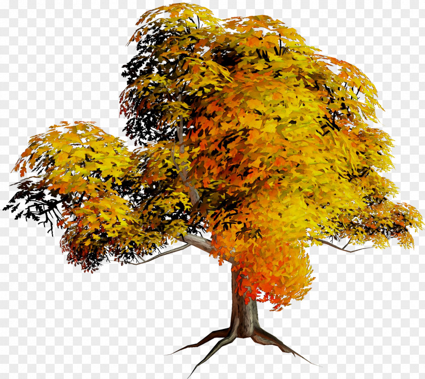 Autumn Leaf Orange S.A. Branching PNG