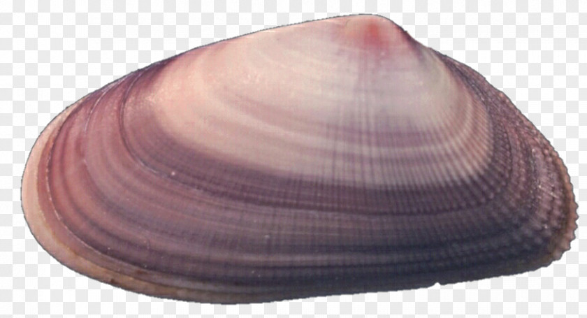 Clam Baltic Macoma Cockle Seashell Veneroida PNG
