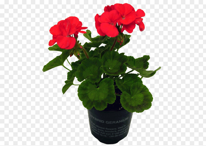 Flower Pot Geraniums Flowerpot Annual Plant PNG