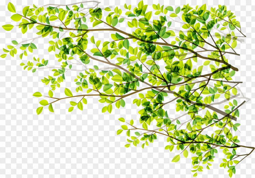 Green Plant Numbers Tree Branch Sunlight PNG