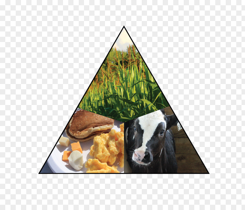 Land Animals Cattle Goat Livestock Animal Snout PNG