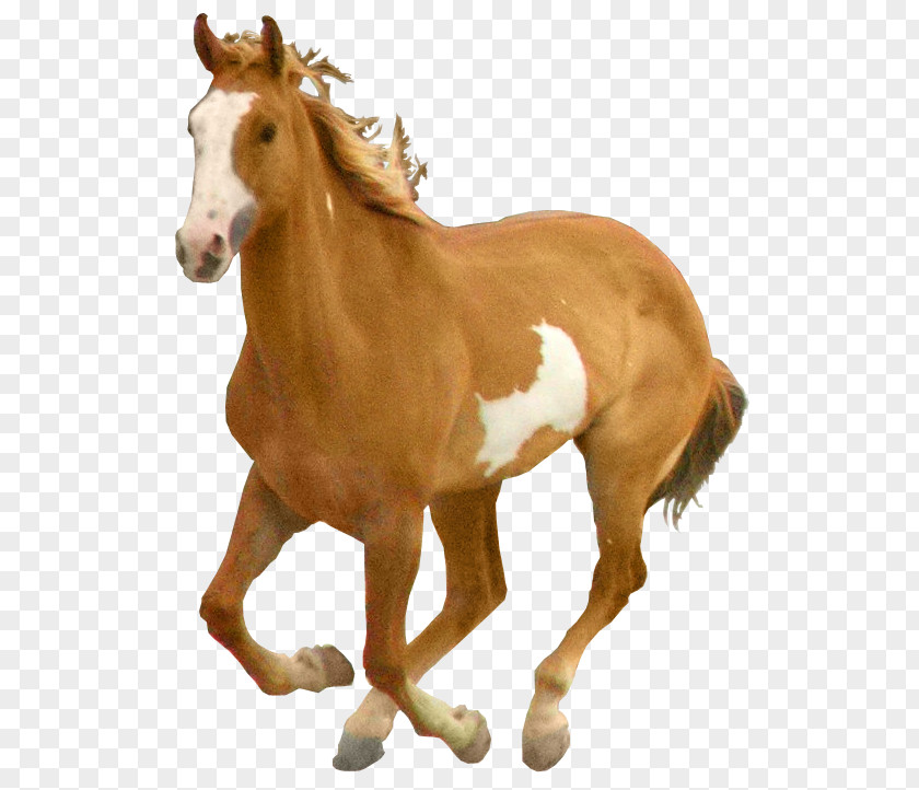 Mustang Arabian Horse Mare Pony Foal PNG