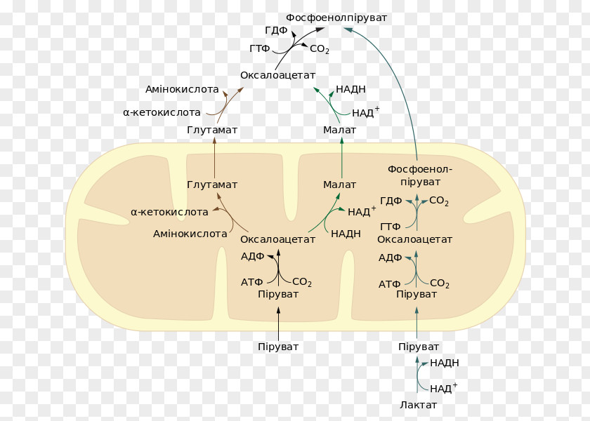 Pep Phosphoenolpyruvic Acid Gluconeogenesis Lactic Metabolism PNG