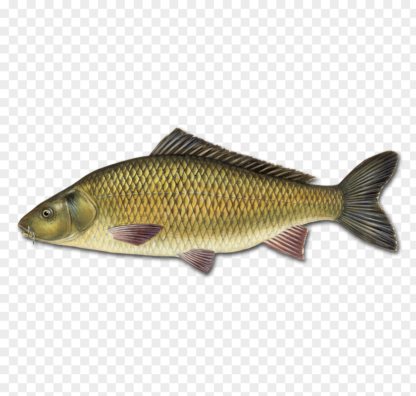 United Kingdom Mirror Carp Koi Goldfish Fishing PNG