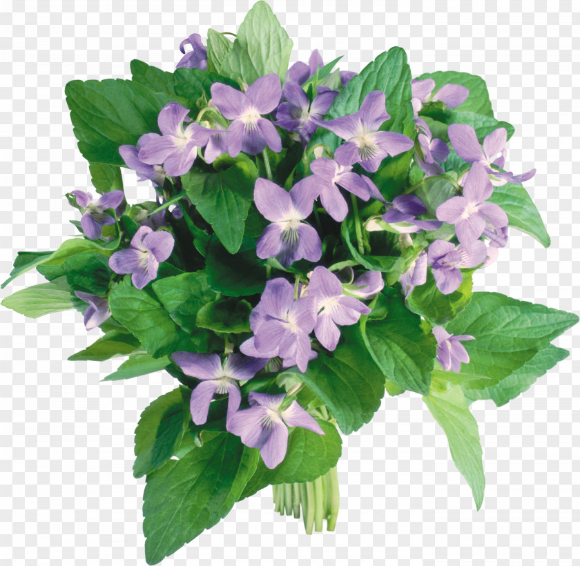 Violet Flower Bouquet Tulip PNG