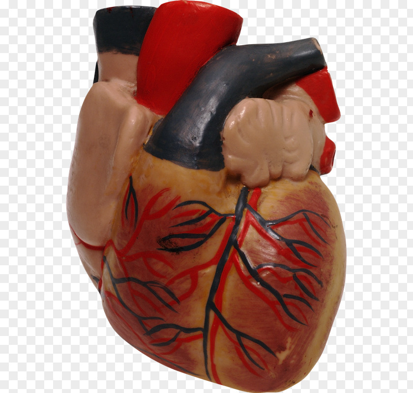 Anatomia Human Heart Anatomy PNG