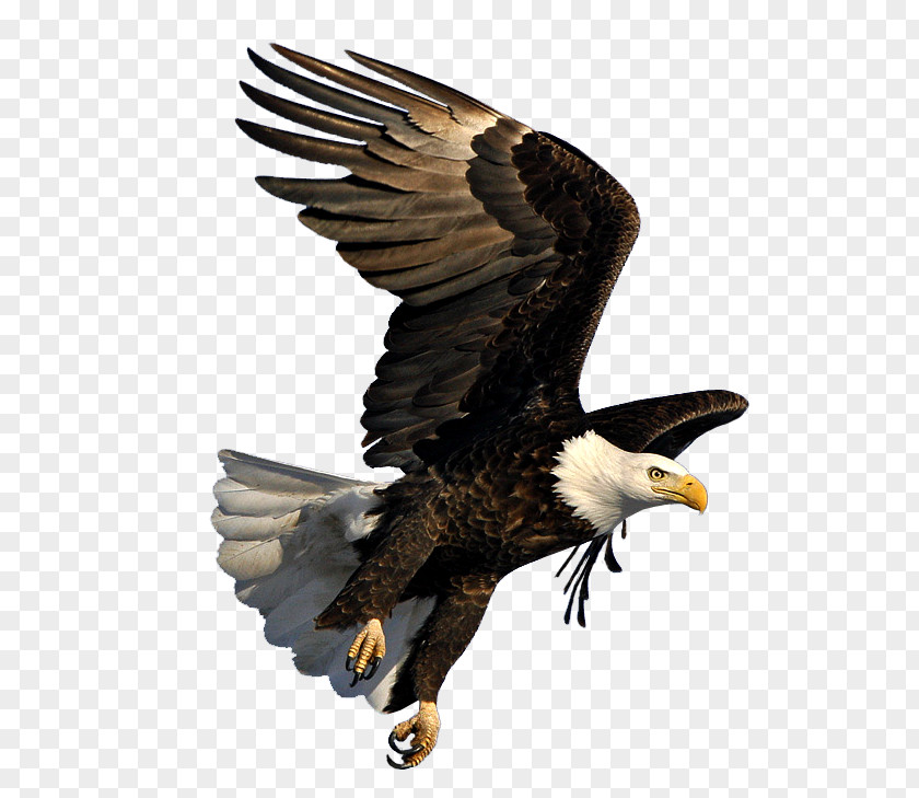 Eagle Bald Image Dmanisi Art PNG