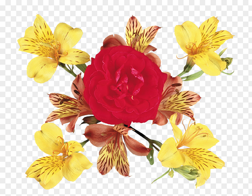 Flower Cut Flowers Alstroemeriaceae Petal Insect PNG