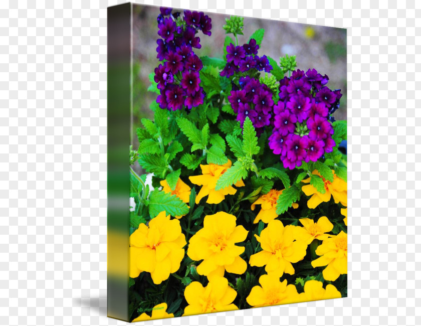 Marigold Watercolor Vervain Primrose Gallery Wrap Annual Plant Canvas PNG