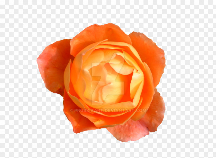 Orange Flower Rose Desktop Wallpaper PNG