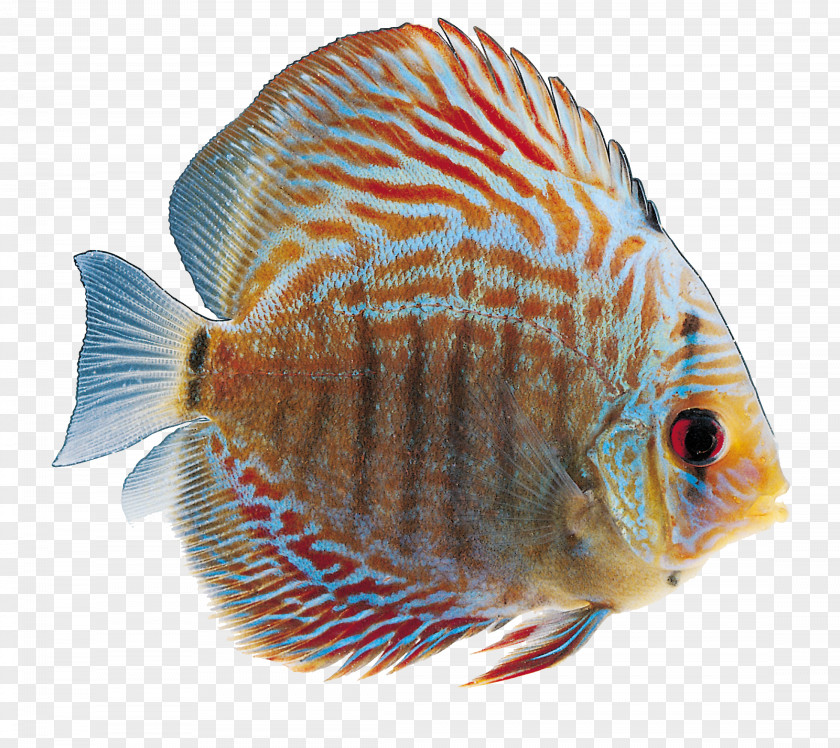 Ornamental Fish Clip Art PNG