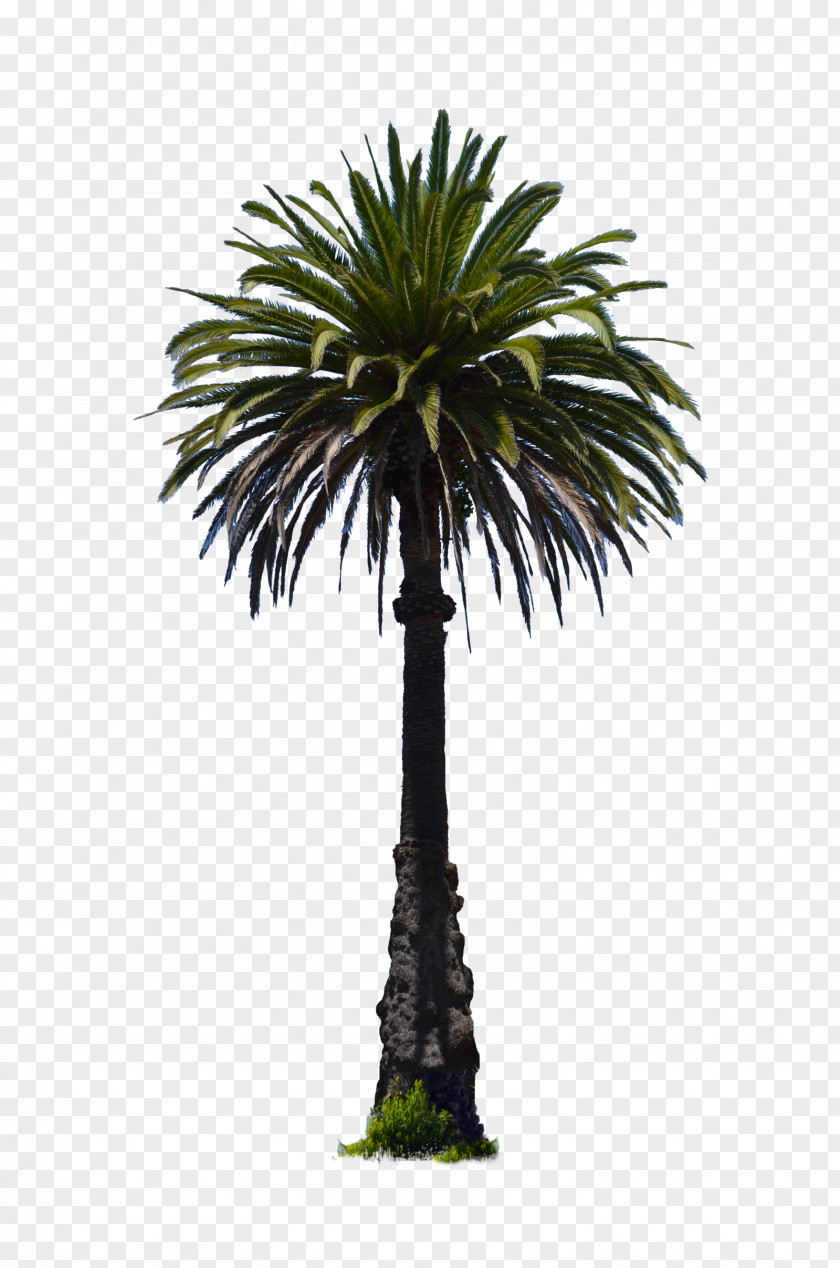 Palm Tree Veitchia Adonidia Coconut Wodyetia PNG