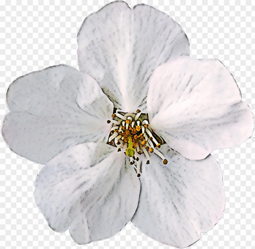 White Flower Petal Plant Cinquefoil PNG