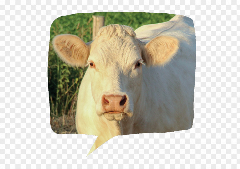 Animale Ox Fauna Snout Calf PNG