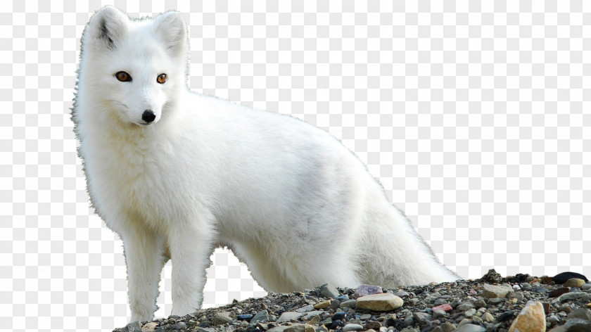 Arctic Fox Desktop Wallpaper Tundra PNG