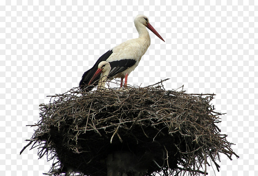 Bird White Stork Parrot Cockatiel PNG