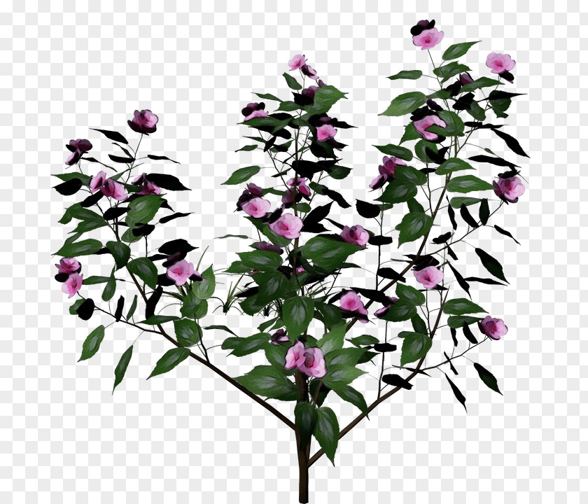 Dendrobium Cut Flowers Flower Flowering Plant Pink Bougainvillea PNG