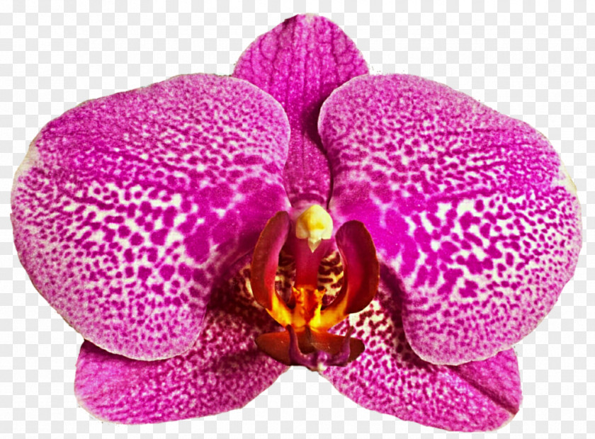 Orchids Moth Devadasi Mahari Dance Clip Art PNG