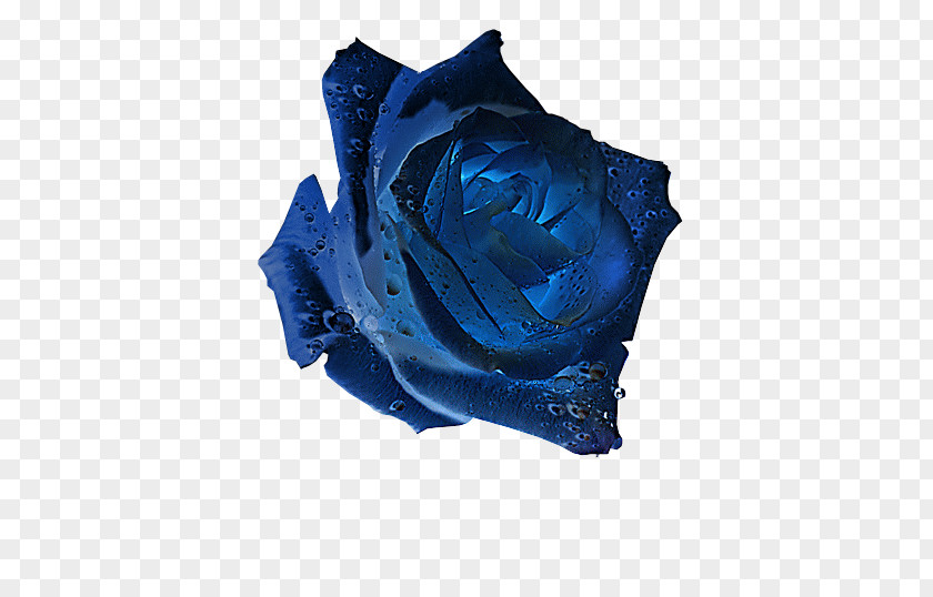 Rose Blue Garden Roses Flower PNG