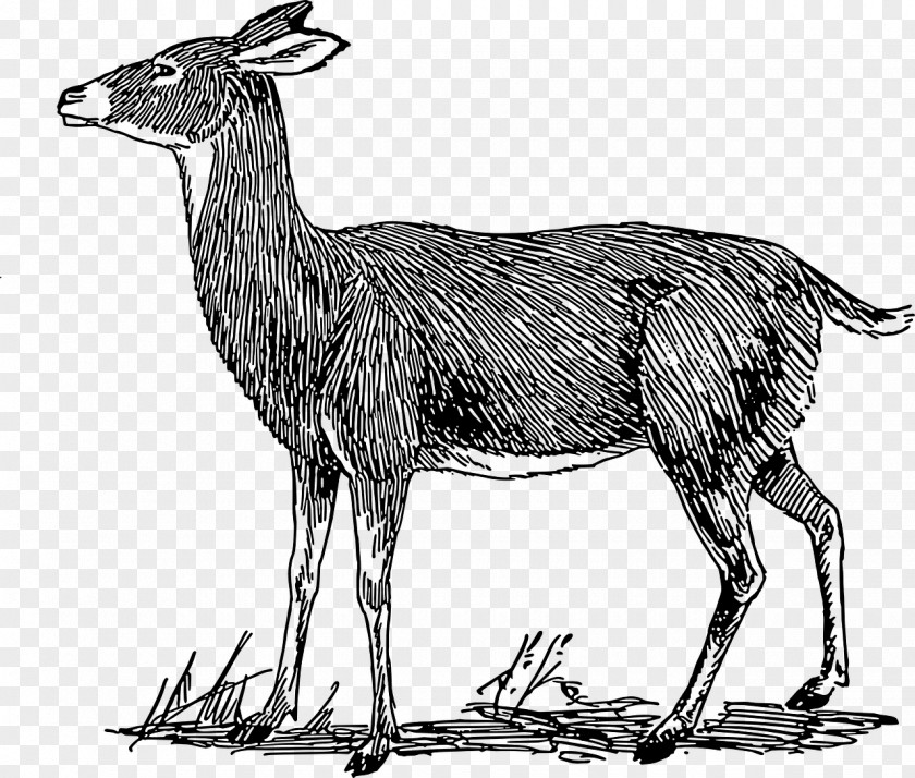 Side View White-tailed Deer Roe Moose Clip Art PNG