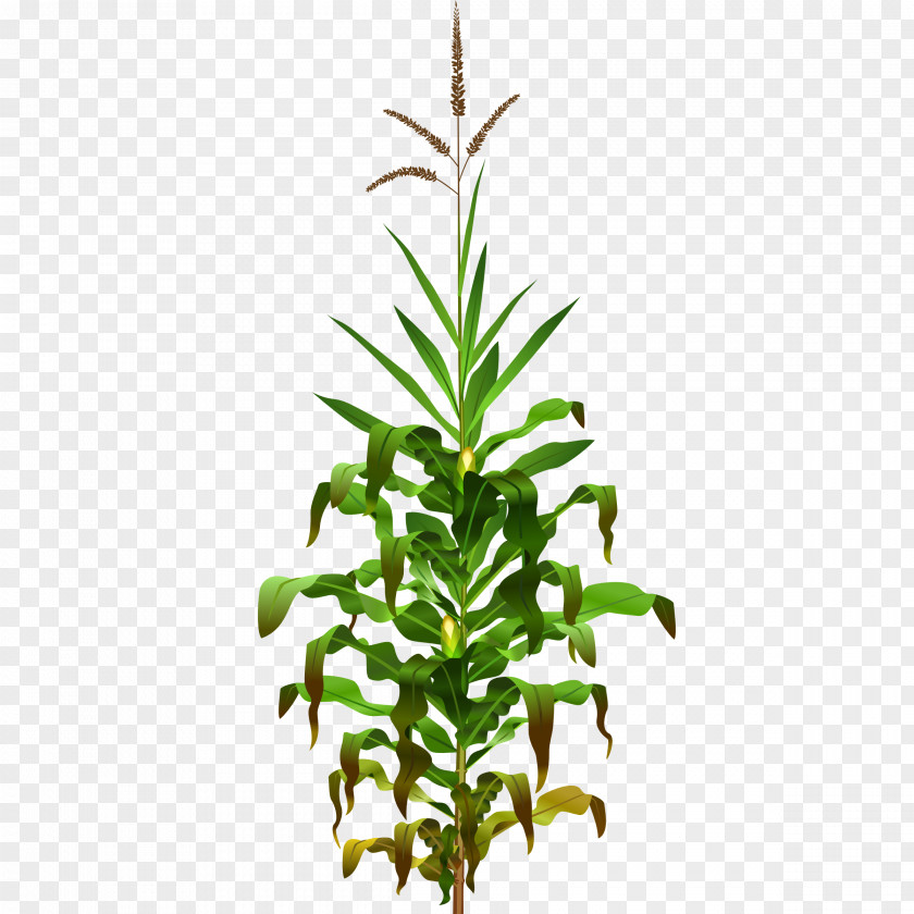 Field Cliparts Broom-corn Maize Plant Corn Clip Art PNG