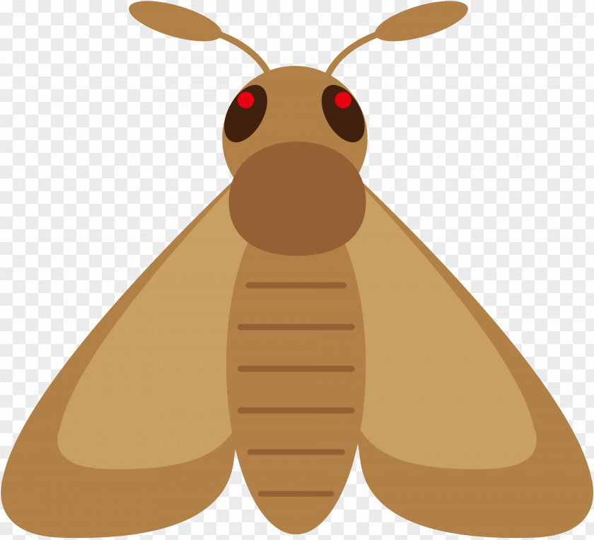 Insect Illustration Image Photography Moth PNG