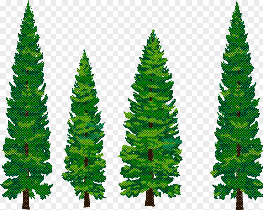 Shortleaf Black Spruce Balsam Fir Yellow Oregon Pine Canadian PNG