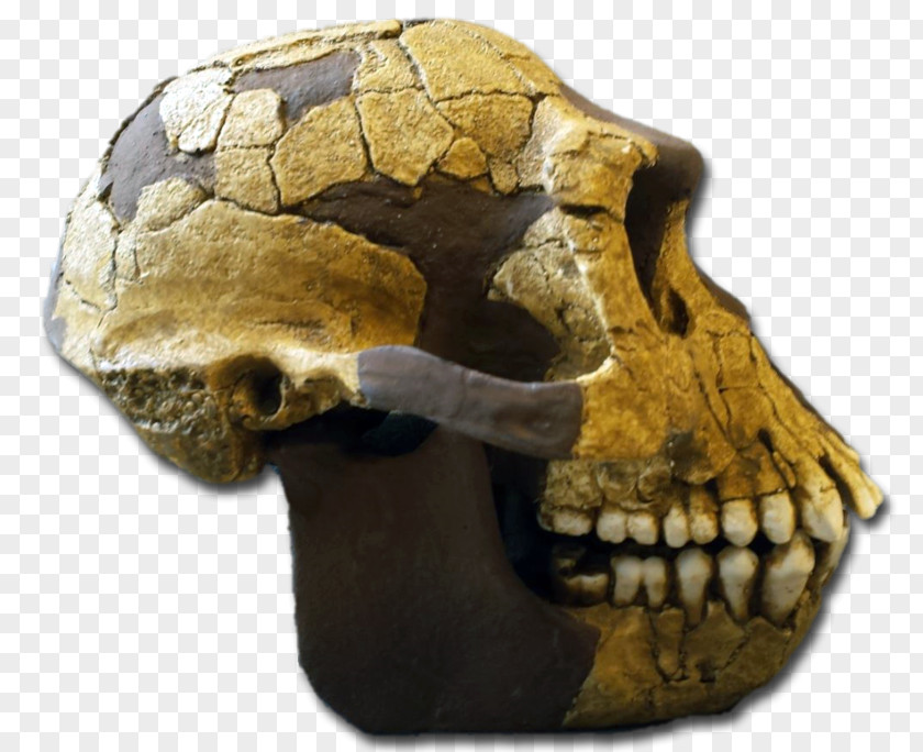 Skull Reptile Skeleton PNG