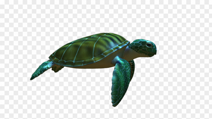 Turtle Green Sea Animation PNG